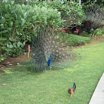 Smith's Tropical Paradise - Botanical Gardens Near Me - Kapaa, Hawaii Smith's Tropical Paradise - Botanical Gardens Near Me - Kapaa, Hawaii