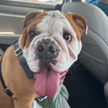 The Paw Spa - My Zoe fresh after a nice shower! - Pet Groomers Near Me - Bakersfield, California