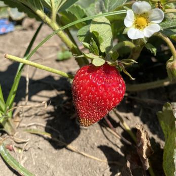 Heider's Berry Farm - Pick Your Own Farms Near Me - Woodstock, Illinois