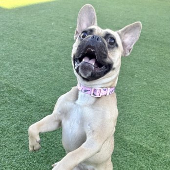 Good Dog Pet Ranch - Phoebe - Pet Boarding Near Me - Amarillo, Texas