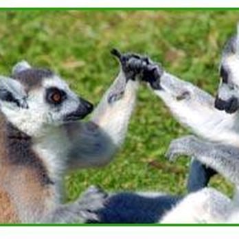 Blackpool Zoo - The Lemurs are so cute and funny - Zoos Near Me - Blackpool, BPL Blackpool Zoo - The Lemurs are so cute and funny - Zoos Near Me - Blackpool, BPL