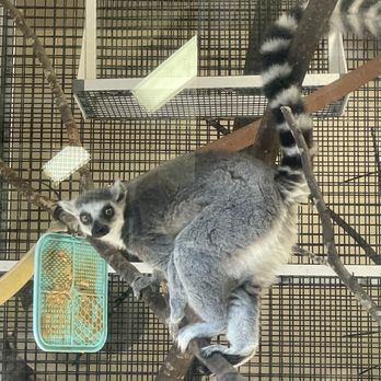 Duke University Lemur Center - Lemur - Zoos Near Me - Durham, North Carolina