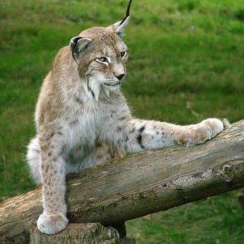Parc de Thoiry - Lynx_de_Sibérie_Thoiry - Zoos Near Me - Thoiry, 78
