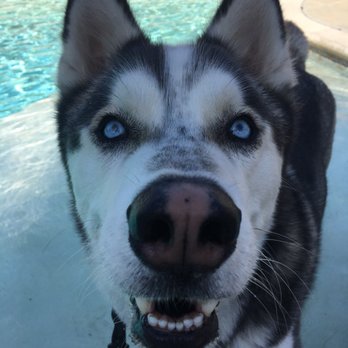K9 Companions - Pet Training Near Me - Perris, California K9 Companions - Pet Training Near Me - Perris, California