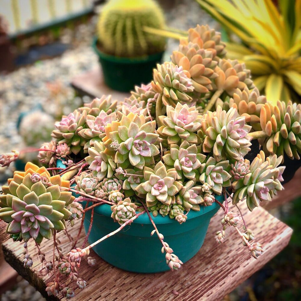 VENTURA CACTUS AND SUCCULENTS 54 Photos & 45 Reviews Nurseries