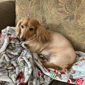 Free lance grooming services - Buster after his cut! - Pet Groomers Near Me