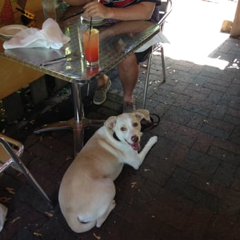 Fat Cats - Dog friendly patio at Fat Cats! - New American Near Me - Cleveland, Ohio Fat Cats - Dog friendly patio at Fat Cats! - New American Near Me - Cleveland, Ohio