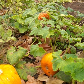Farm Stand West, Fresh Produce, Pumpkin Patch, Christmas Trees - Pumpkin Patch! - Fruits & Veggies Near Me - Escondido, California Farm Stand West, Fresh Produce, Pumpkin Patch, Christmas Trees - Pumpkin Patch! - Fruits & Veggies Near Me - Escondido, California