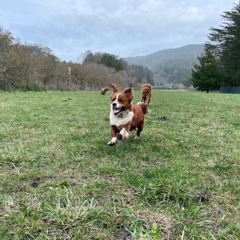 The Urban Paw - The field is HUGE and completely fenced in. - Dog Walkers Near Me - San Francisco, California The Urban Paw - The field is HUGE and completely fenced in. - Dog Walkers Near Me - San Francisco, California