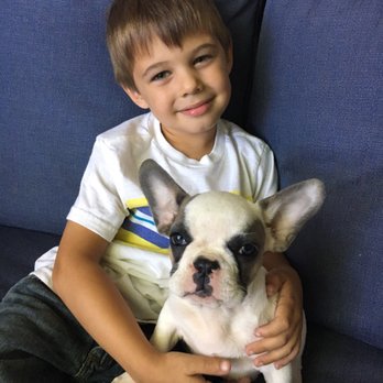 Bay Area Bulldogs - Pet Breeders Near Me Bay Area Bulldogs - Pet Breeders Near Me