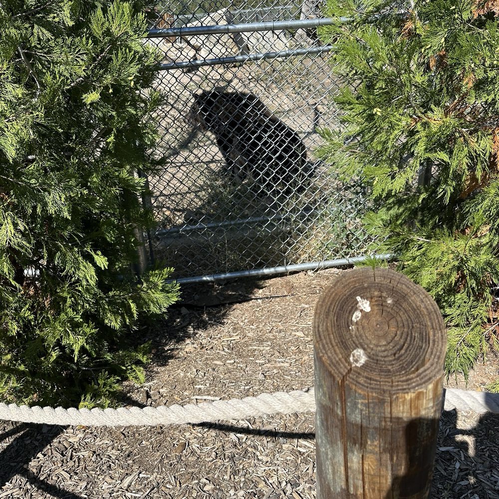 Big Bear Alpine Zoo - Bear - Zoos Near Me - Big Bear Lake, California Big Bear Alpine Zoo - Bear - Zoos Near Me - Big Bear Lake, California