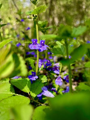 Bird Hills Nature Area by null