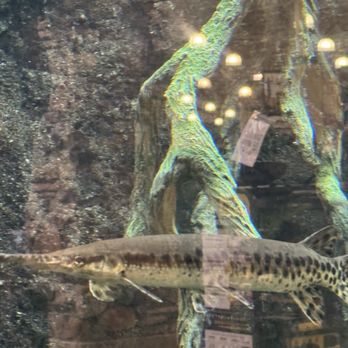 Bass Pro Shops - A Gar in the fish tank. - Sporting Goods Near Me - Greenville, South Carolina Bass Pro Shops - A Gar in the fish tank. - Sporting Goods Near Me - Greenville, South Carolina