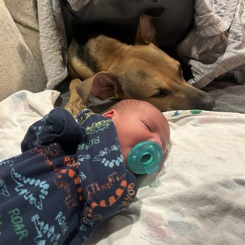 Liv & Lo Canine - Roscoe doing amazing with my sweet boy :) - Pet Training Near Me Liv & Lo Canine - Roscoe doing amazing with my sweet boy :) - Pet Training Near Me