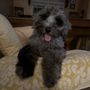 Photo of EarthWise Pet Gainesville
