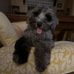 EarthWise Pet Gainesville - One very happy and clean pup!