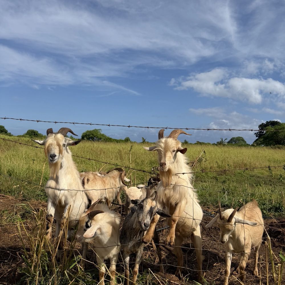 North Shore Stables - ATV Rentals/Tours Near Me - Waialua, Hawaii North Shore Stables - ATV Rentals/Tours Near Me - Waialua, Hawaii