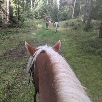 Pferdeschulze Landhotel Hitzacker - Geländeausritt auf Gypsy - Hotels Near Me - Hitzacker (Elbe), NI