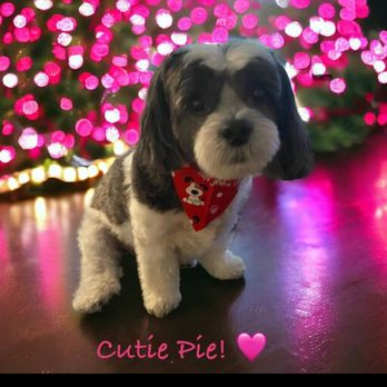 Wicked Pawz - Pet Groomers Near Me