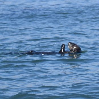 Ocean Safaris - Whale Watching Tours Near Me