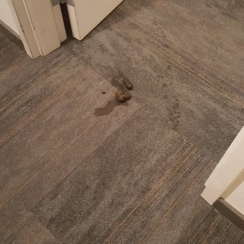Dublin Station by Windsor - Dog feces in the hallway - Apartments Near Me - Dublin, California
