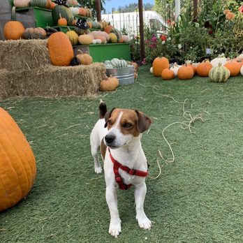 Post Street Farm - Pumpkin Patches Near Me - Santa Cruz, California