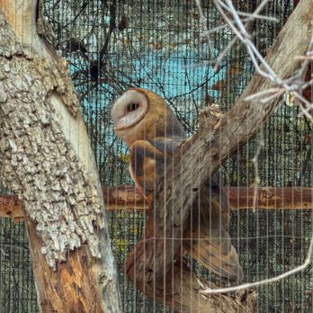 Arizona-Sonora Desert Museum - Barn owl - Museums Near Me - Tucson, Arizona