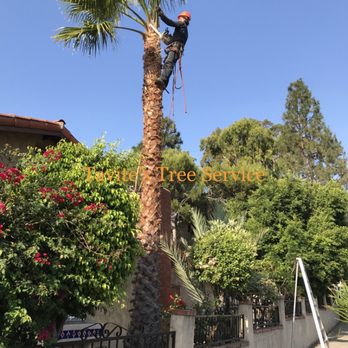 Tavite's Tree Service - Palm tree removal - Tree Services Near Me