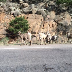 Tour Estes Park - Big Horn Sheep