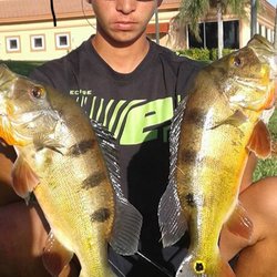 Bait Em up Bait and Tackle - Bait em up has live shiners