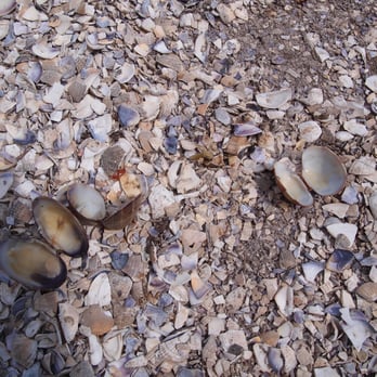 Argosy Cruises - Blake Island - Clam shells on the ground that looks like gravel. - Boat Tours Near Me - Seattle, Washington