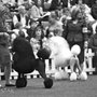 Photo of Mount Bethel Poodles