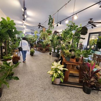 Plantlush - Nurseries & Gardening Near Me - San Jose, California Plantlush - Nurseries & Gardening Near Me - San Jose, California
