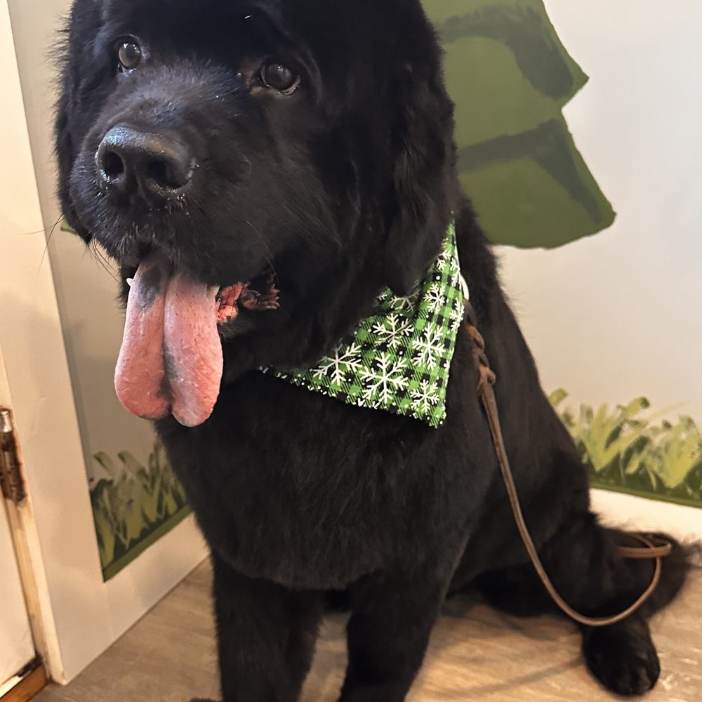 hlbb flea collar