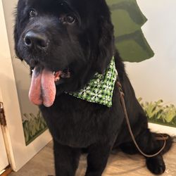 Four Dog Resort And Spa