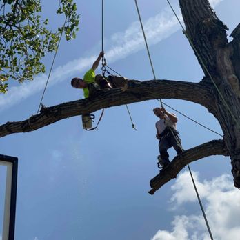 Jt's Tree Service - Training a young arborist - Tree Services Near Me - Santa Fe, Texas