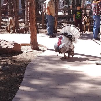Bearizona - Turkey - Zoos Near Me - Williams, Arizona