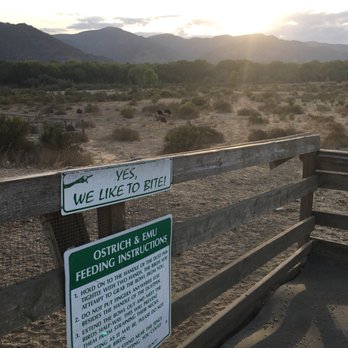 Ostrichland USA - Attraction Farms Near Me - Solvang, California