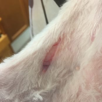 Dewberry Dogs - One of the four cuts to my girls belly that required stitches - Pet Groomers Near Me - Boston, Massachusetts Dewberry Dogs - One of the four cuts to my girls belly that required stitches - Pet Groomers Near Me - Boston, Massachusetts