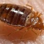 Photo of Paramount Pest Control