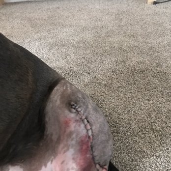 Driggs Veterinary Clinic - Cut paw turned into this - Veterinarians Near Me - Driggs, Idaho Driggs Veterinary Clinic - Cut paw turned into this - Veterinarians Near Me - Driggs, Idaho