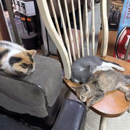 cats cats