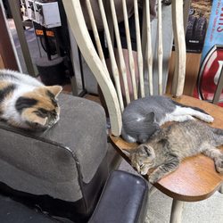 Adams Tire & Alignment - cats