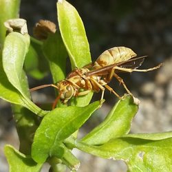 Yellow jackets can sting over and over unlike bees who die after one sting.