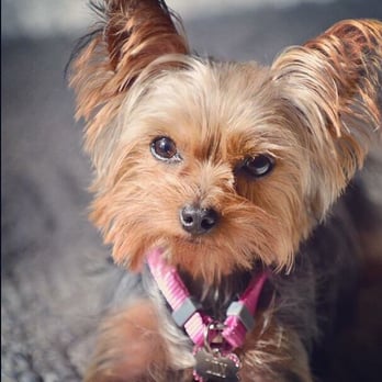 Bark Avenue - A perfect grooming thanks to the wonderful staff at Bark Avenue! - Pet Groomers Near Me - Deland, Florida