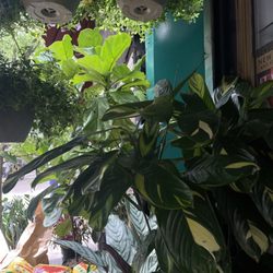 Martinez Grocery - Outdoor plant display