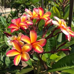 Plumerias By the Sea - Intense Rainbow