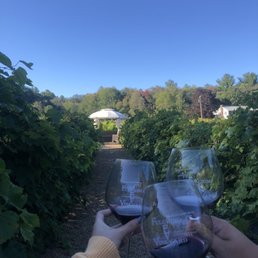 Tents for rent in the vineyard Tents for rent in the vineyard
