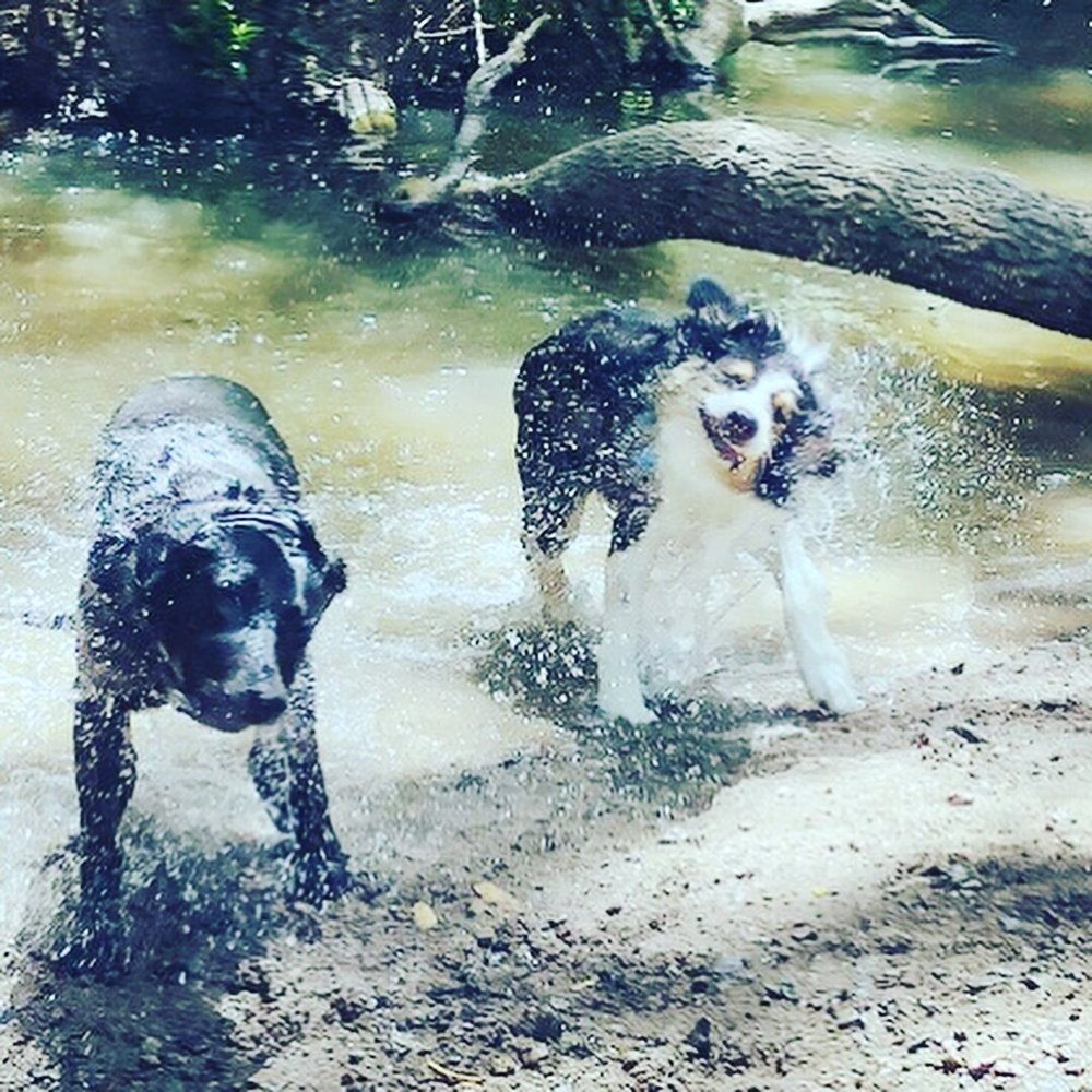 Dog Adventure Camps - Dog Walkers Near Me Dog Adventure Camps - Dog Walkers Near Me