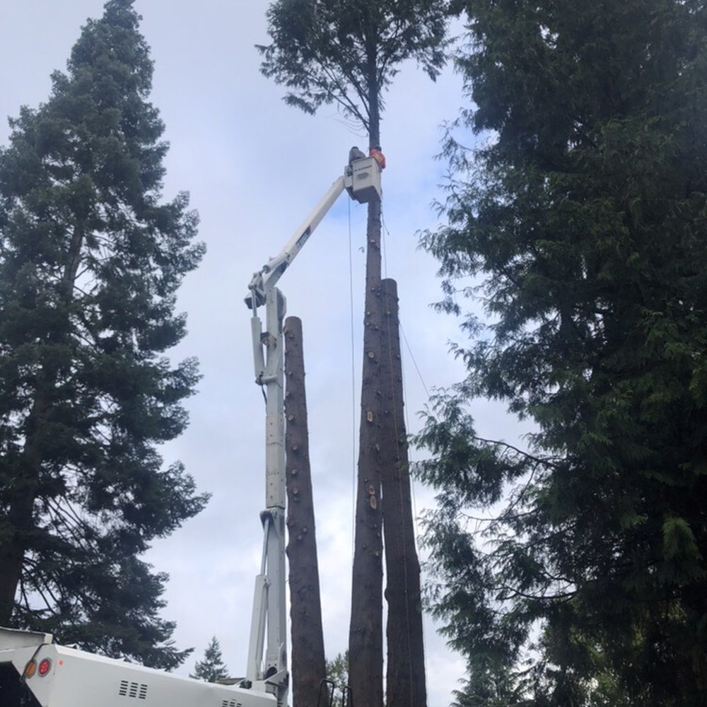 P'n'D Logging and Tree Service - Tree Services Near Me - Maple Valley, Washington P'n'D Logging and Tree Service - Tree Services Near Me - Maple Valley, Washington
